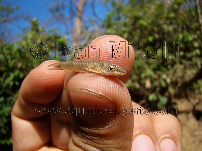 Otocinclus vittatus